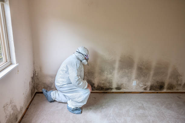 Best Post-Flood Mold Remediation in Poughkeepsie, NY