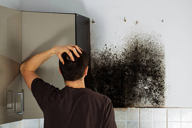 Best DIY Mold Remediation Support Services in Poughkeepsie, NY