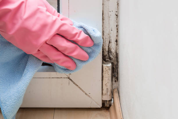 Best Basement Mold Remediation in Poughkeepsie, NY